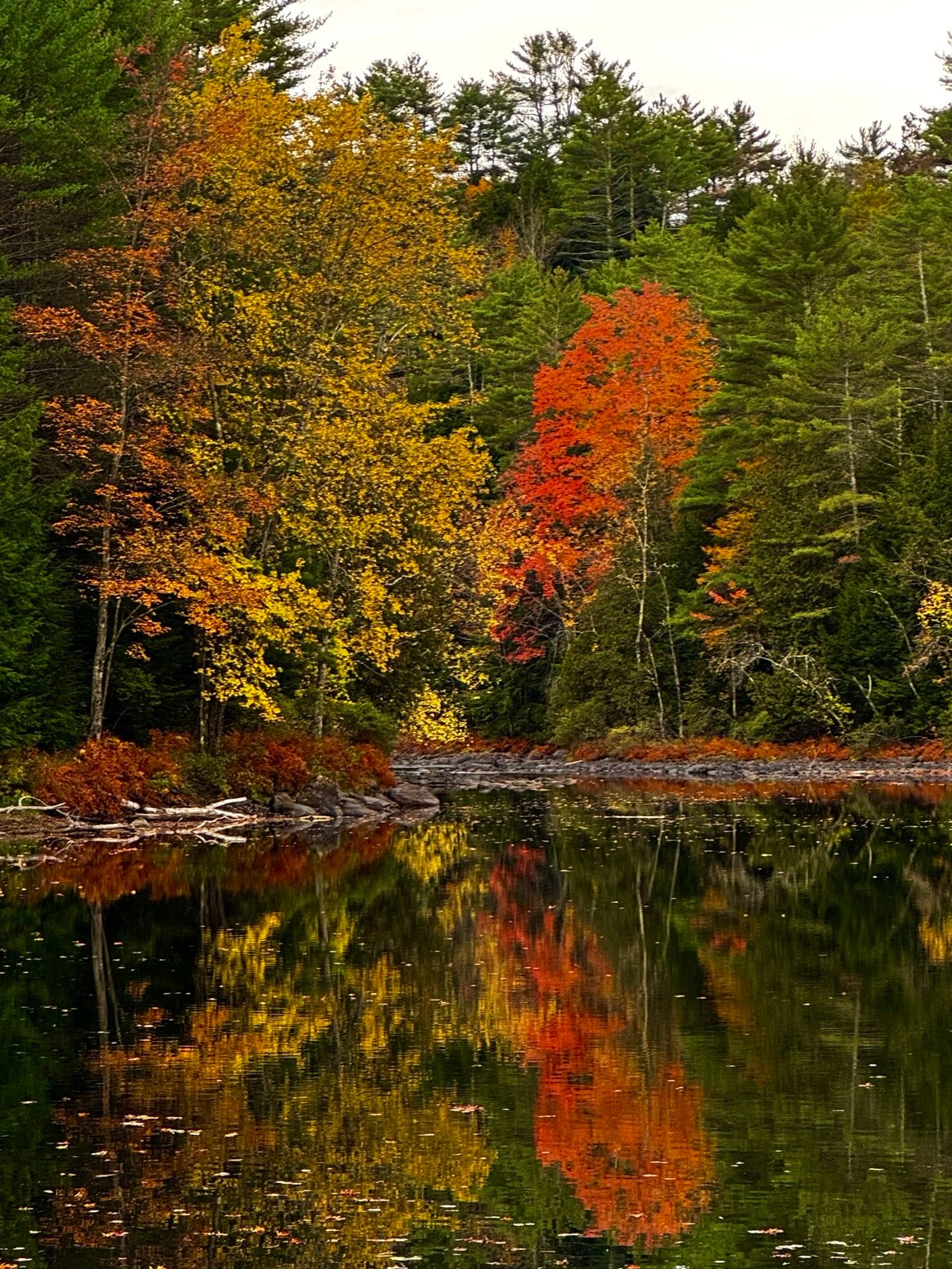 Gold and orange autumn trees reflected in Adirondack water