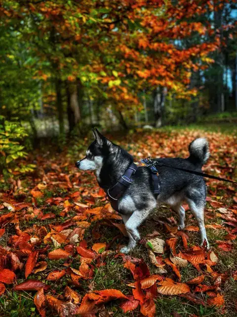 Hosky exploring a woodland trail covered in orange autumn leaves